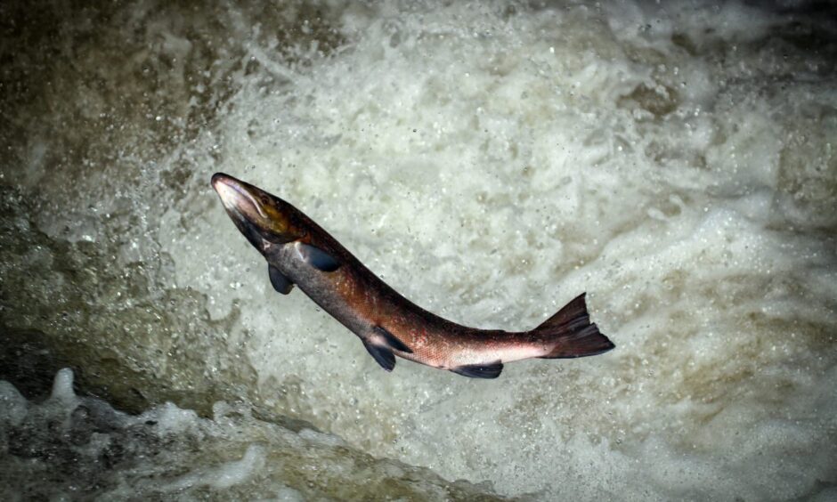 Atlantic salmon leaping from water