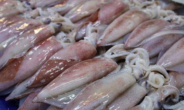 Freshly-caught squid on a tray. Image: Shutterstock