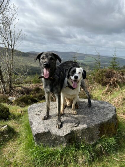 Romanian rescue dog Ivy, left, and housemate Patch pose perfectly for owner Megan Jewers, of Tarves, during an invigorating walk up Bennachie.