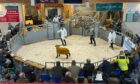 Auctioneer Luke Holmes selling at the Highland Ladies sale of pedigree sheep