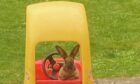 As the Chinese Year of the Rabbit begins, our star pet just had to be lovely Luna. Now, we’re not totally certain bunnies are allowed to drive, but we’re sure Lynn McLean is keeping a close eye on things in Newmachar.