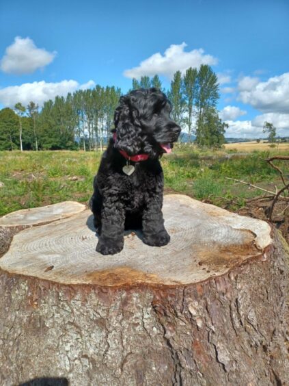 What do you get if you cross a Skye with a tree? We’re stumped! Eileen and Jim Grant’s gorgeous girl is queen of the castle in Inverurie.