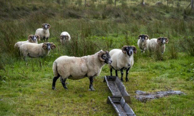 Police confirmed they attended two separate incidents of livestock worrying in Orkney..
Image: Sonja Jordan/imageBROKER/Shutterstock