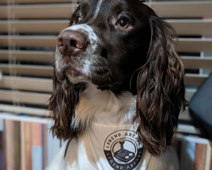 Jack the Spaniel wearing a Legend Arcade bandana, for Fort William's new retro gaming arcade, owned by Mark Mackenzie