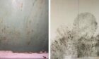 Mould has spread across the walls in most of the rooms in the Aberdeen flat, including the childrens' bedroom. Image: Supplied by tenant.