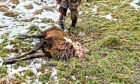 To go with story by Ellie Milne. Police probe Assynt deer left with jaw hanging off  Picture shows; Ardvar Estate stalker Michael Ross, a member of The Scottish Gamekeepers Association, looks over the Stag left with its jaw hanging off in Assynt.. Assynt. Supplied by The Scottish Gamekeepers Association Date; 26/01/2023