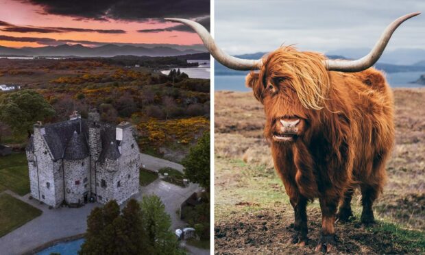 Do you have a Highland cow for wedding pictures at Barcaldine Castle?