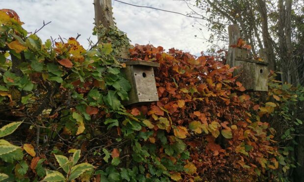 Bird houses feature in a mixed hedge for nesting.