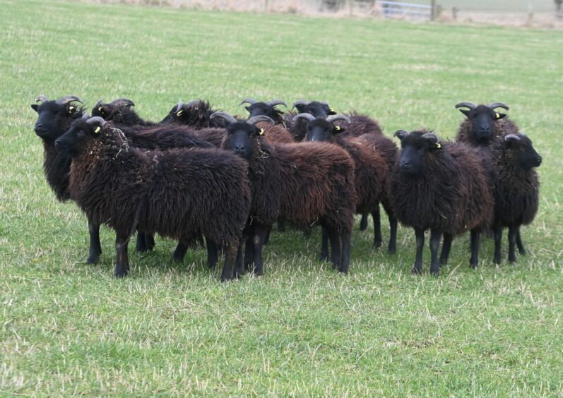 A small herd of the sheep at Aberdeenshire Sheepdogs