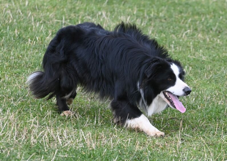 Sheepdog Teeick, crouching low to herd