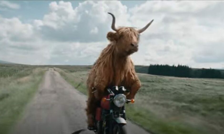 Highland Rider - Virgin Media's Highland cow riding on a motorcycle through Glencoe