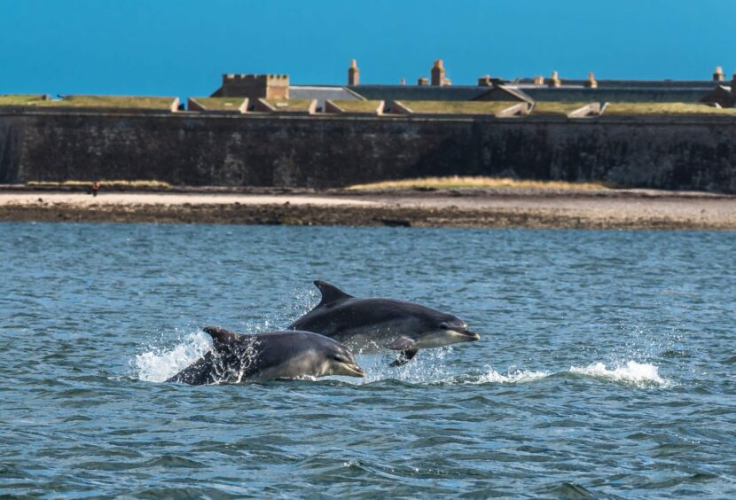 Dolphins in Moray Firth for golf experiences in Scotland