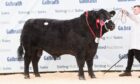 Tonley Endgame X809, sold for the top price of 24,000gns at Stirling Bull Sales.