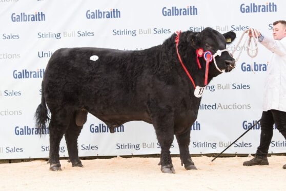 Tonley Endgame X809, sold for the top price of 24,000gns at Stirling Bull Sales.