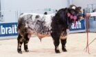 The overall champion Millerston Ramsay, topped the trade at 16,000gns.