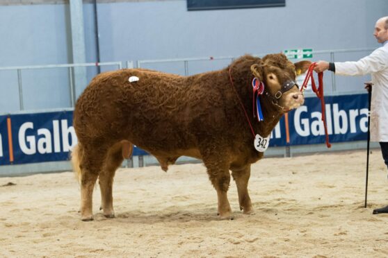 Elrick Shogun from the Massies made the top price of 15,000gns.