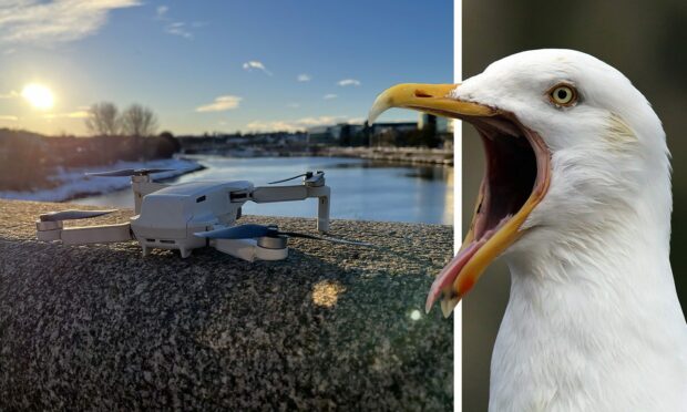 An Aberdeen gull has attacked a drone worth £800. Image: Natalie Hood and Roddie Reid / DC Thomson.