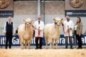 The champion and reserve Charolais females from Maerdy and Allanfauld.