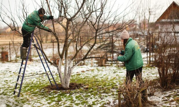 There's plenty to keep a gardener busy over the winter months.