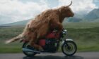 A still from the Virgin Media advert featuring the Highland cow riding the motorcycle through Glencoe.