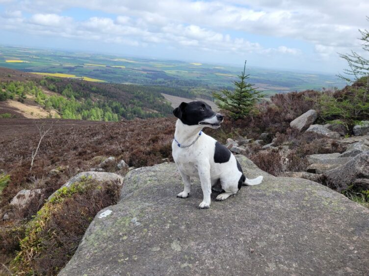 Hamish the Jack Russell might have wee legs, but they got him all the way to the top of Bennachie to admire the view! The Pirie family’s petite pet is a big star in Strichen.