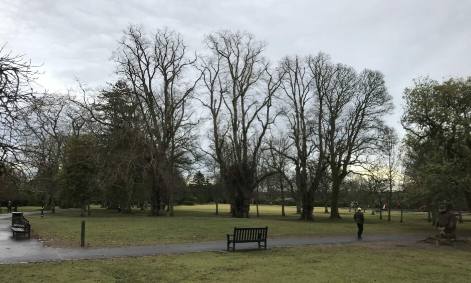 Hazlehead park in Aberdeen trees