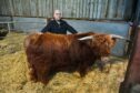 Gordon McConachie and family are heading to the breed event in Oban next weekend with two bulls. Pictures by Jason Hedges