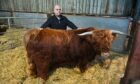 Gordon McConachie and family are heading to the breed event in Oban next weekend with two bulls. Pictures by Jason Hedges