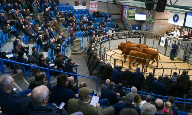Record prices are being paid for store cattle says John Angus of Aberdeen and Northern Marts.
Image: Kenny Elrick/DC Thomson