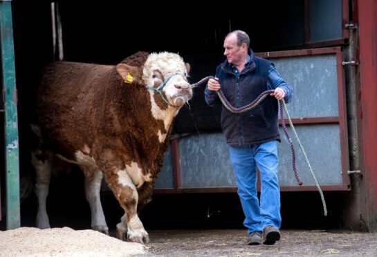 Breeders are preparing for the second round of bull sales at Stirling on Sunday 19 and Monday 20 February.