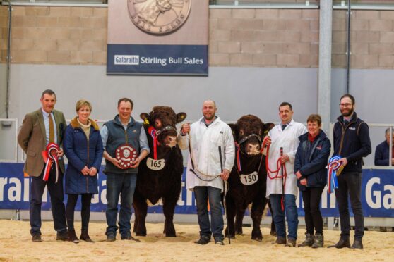 The Darnford and Rednock herds ruled supreme in the Salers championship at Stirling. Image: Kenny Smith/DC Thomson