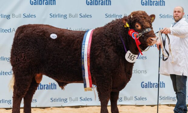 Darnford Ross from David Watson stood overall champion and made 6,000gns. Image: Kenny Smith/DC Thomson
