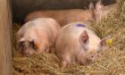 Key changes have been made to the QMS Pig Assurance Scheme.