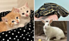 Amelie and Anya, Faith and Monty are all looking for a forever home. Image: SSPCA