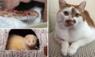 Can you give one of these pets a new home?