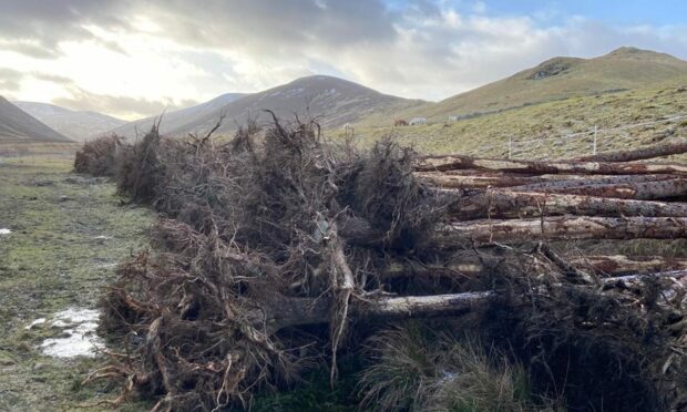 Trees felled by storms including Arwen are finding a new life in nature restoration projects in Aberdeenshire. 330 of them have been piled up ahead of this work along the A93 Braemar to Glenshee road. Image: Dee District Salmon Fishery Board