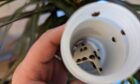 Releasing the Australian ladybirds to deal with mealybug on a dragon tree.