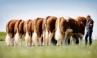 More producers are switching to the Simmental breed according to a recent survey.