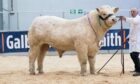 Sale leader at 30,000gns was Harestone Sandiego from the Harestone family,