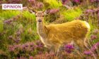 The John Muir Trust says JMT said a out-of-season and night shooting licence is needed to protect woodland from grazing deer (Image: grafxart/Shutterstock)