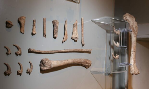 Bones and talons of White-tailed Eagle or sea eagle. Image: Orkney Islands Council/Orkney Photographic.