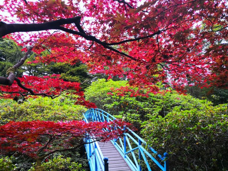 Tree branches hanging over the bridge at Johnston Gardens