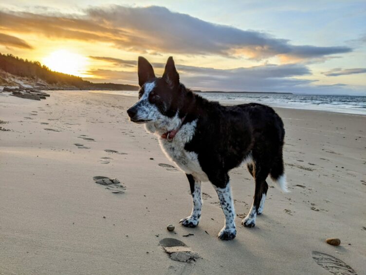 What could be more lovely than the sunlight over Roseisle beach? Molly, that’s what! The sandy sensation enjoys a seaside stroll with Darren Richardson from Inverness.