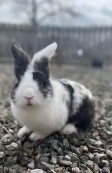 A rabbit as fine as this one deserves a grand name to match... Meet Patch Bunnyton, ruler of Amy McDonald’s place and everything else in Blairgowrie!