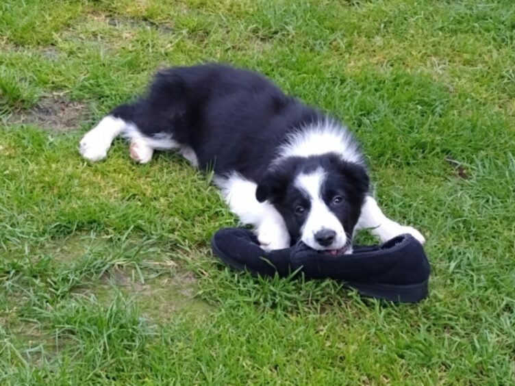 OK, so Roy the Border collie probably isn’t supposed to be chewing footwear, but he’s way too adorable to be angry at. The slipper-stealer keeps Peter Sutherland on his (bare) toes in Golspie.