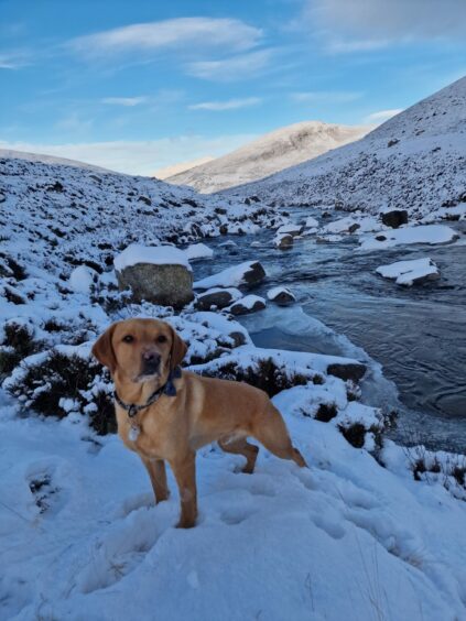 Stunning Sulley stands out in the snow at Loch Callater, Braemar. Cara Copland’s dapper gent certainly seemed to enjoy a bracing day out from Aberdeen.