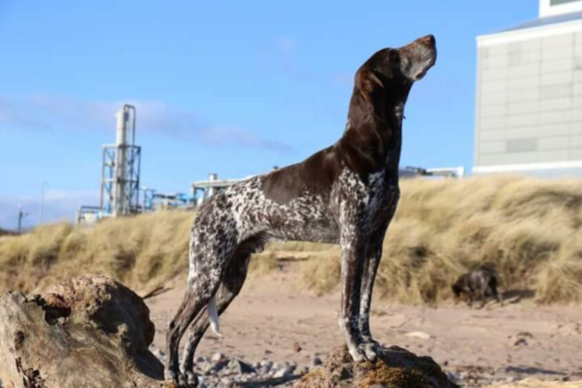 Other dogs have tried, but surely nobody can match noble Rab for posing poise! The handsome nine-year-old conquers Montrose Beach with Vicky Whitecross.