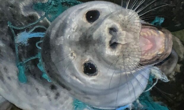Concerns have been raised about bird flu spreading into seals. But Scottish seal rescuers are determined to continue helping the marine mammals, like this one discovered tangled up in fishing gear near Thurso, whenever they are in need — despite the transmission risk. Image: Caithness Seal Rehab And Release