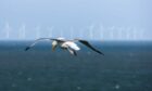 Flying gull with with offshore wind turbines in the background.