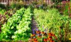 A kitchen garden is always a thing of joy.